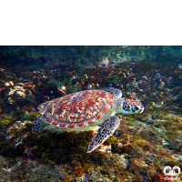 گونه لاکپشت پوزه عقابی Hawksbill Turtle